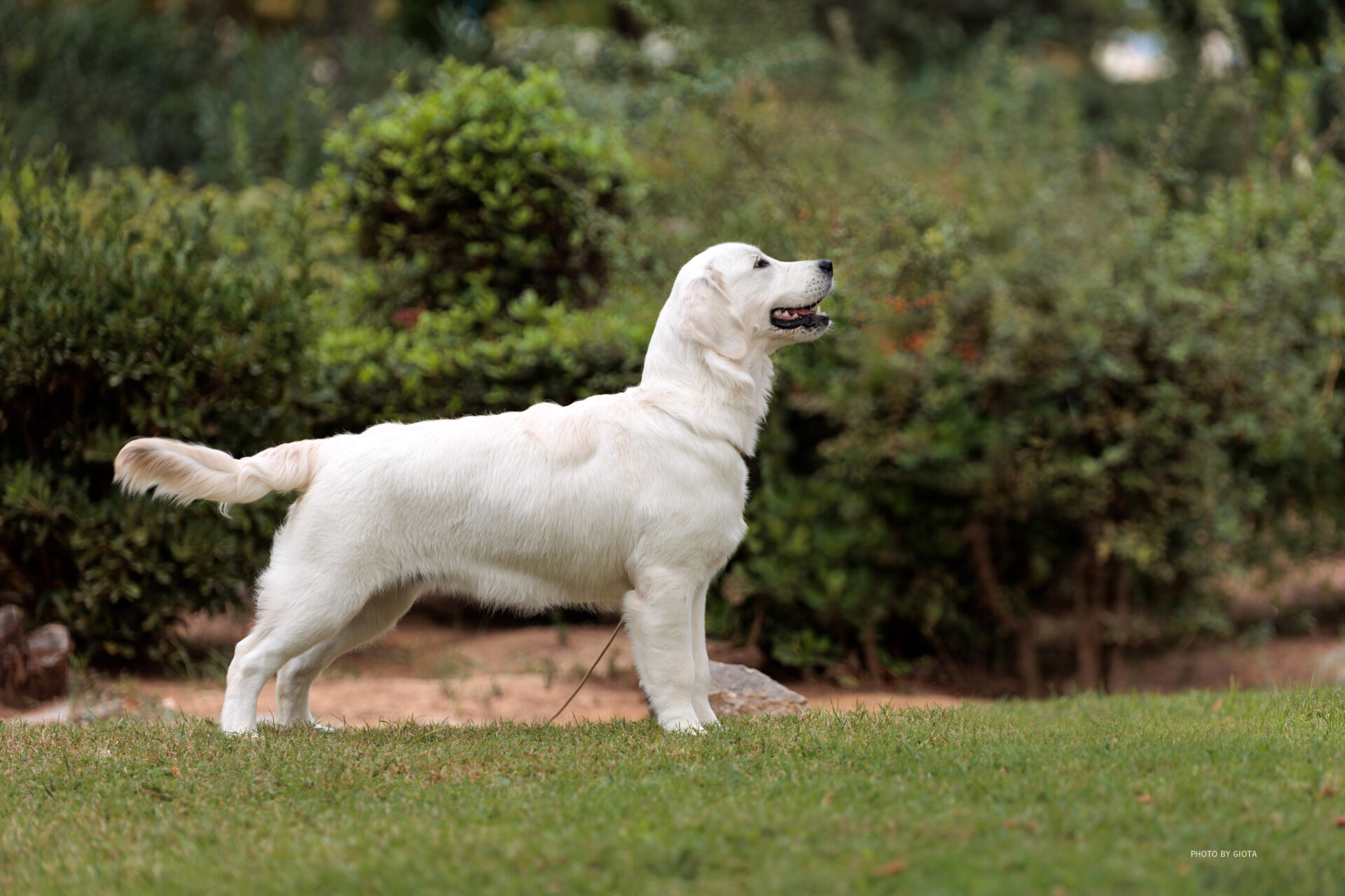 Image - Navilis Boubou “Jasmin”