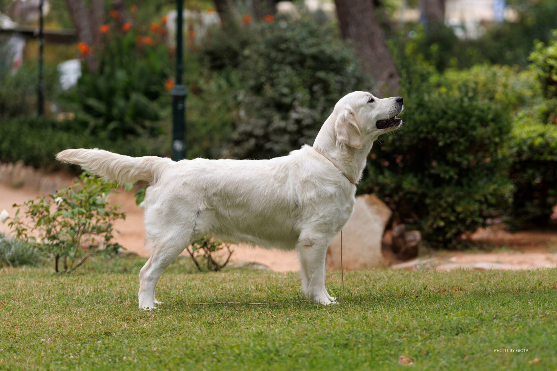 Image - Angelonato Lily Rose “Mojo”