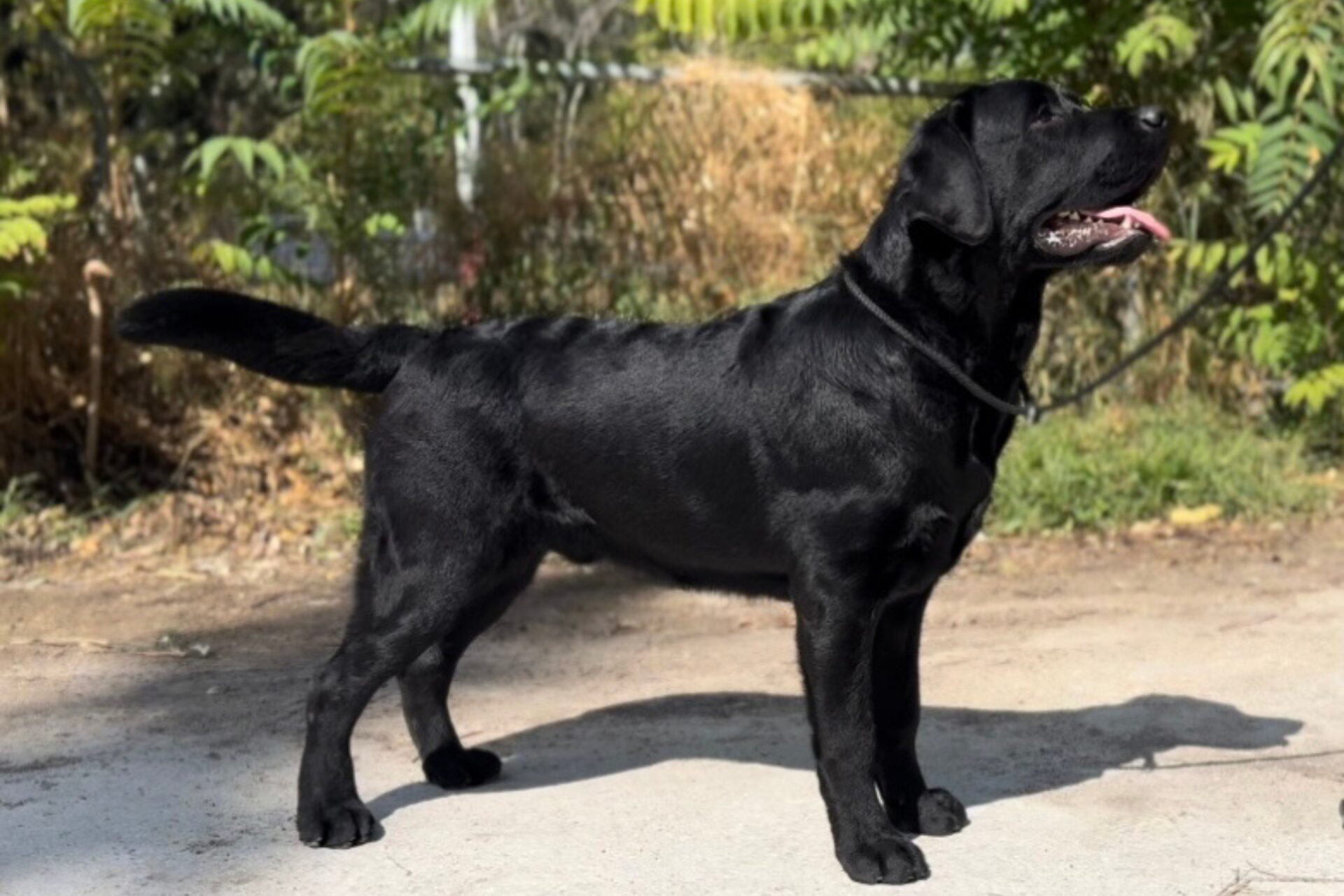 Image - Secret Melody Summer “Summer”